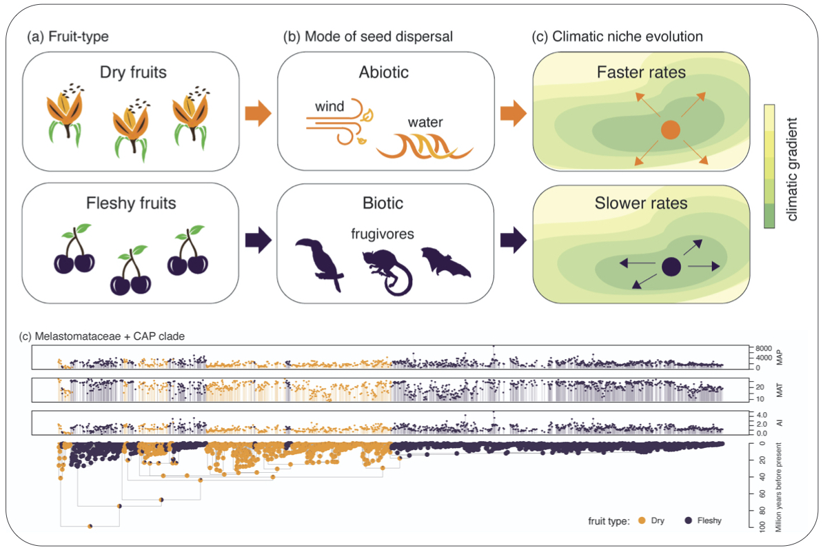 Linking seed dispersal traits and climatic niche evolution in plants - modified from Vasconcelos et al. (2021) J. Biogeography